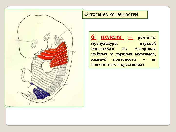 Онтогенез конечностей 6 неделя – развитие мускулатуры верхней конечности из материала шейных и грудных