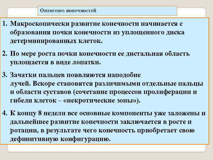Онтогенез конечностей 1. Макроскопически развитие конечности начинается с образования почки конечности из уплощенного диска