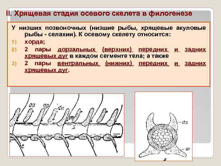 II. Хрящевая стадия осевого скелета в филогенезе У низших позвоночных (низшие рыбы, хрящевые акуловые