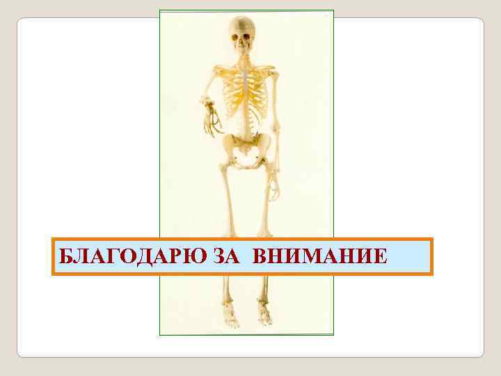 БЛАГОДАРЮ ЗА ВНИМАНИЕ 