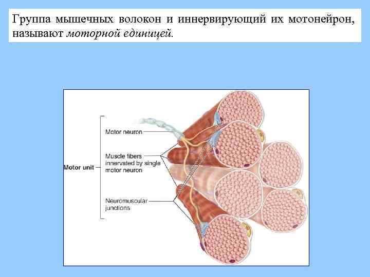 Стенки толстые и эластичные содержат много мышечных волокон