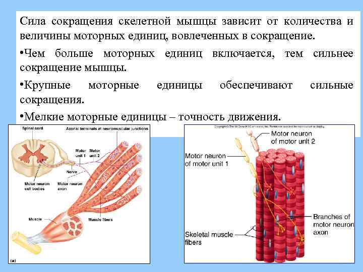 Виды моторных единиц