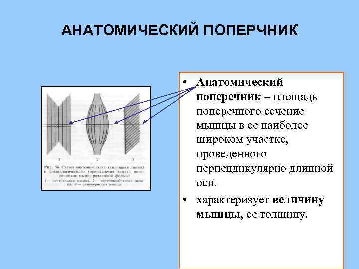 Поперечник. Анатомический и физиологический поперечник мышц. Физиологический поперечник мышцы это. Анатомический поперечник мышцы это. Физиологическое сечение мышцы это.