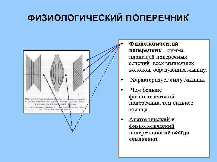 Поперечник. Анатомический и физиологический поперечник мышц. Физиологический поперечник. Физиологический попер. Физиологический поперечник мышцы это.