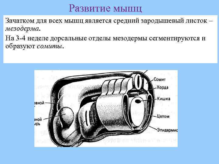 Развитие мышц Зачатком для всех мышц является средний зародышевый листок – мезодерма. На 3