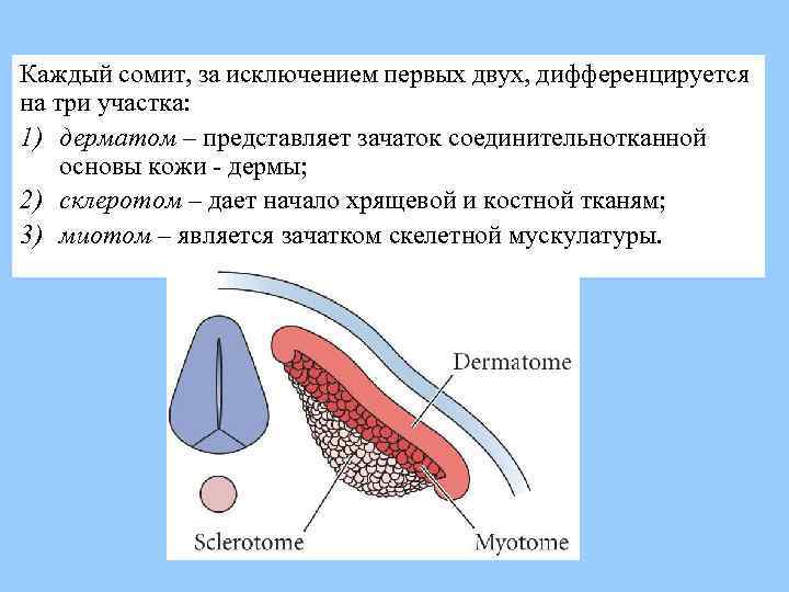 Каждый сомит, за исключением первых двух, дифференцируется на три участка: 1) дерматом – представляет
