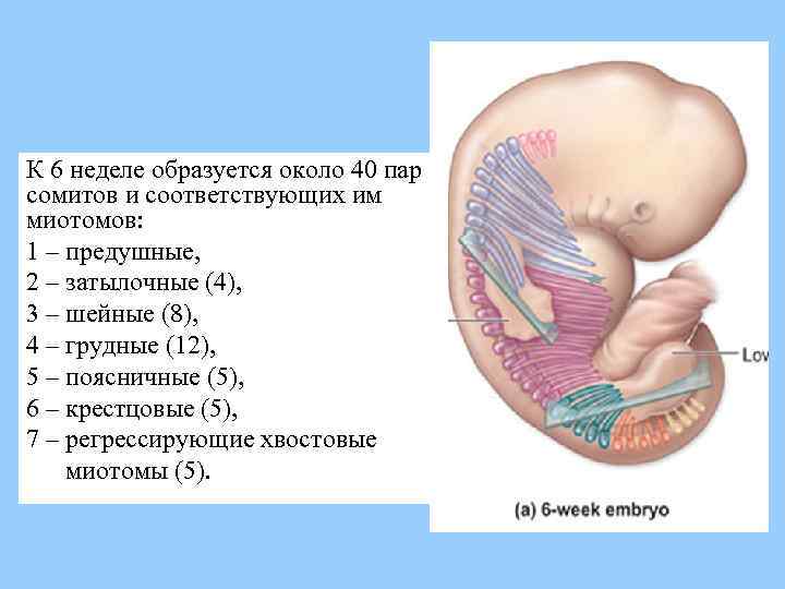 К 6 неделе образуется около 40 пар сомитов и соответствующих им миотомов: 1 –