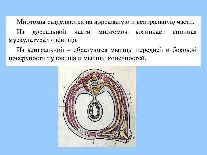 Миотомы разделяются на дорсальную и вентральную части. Из дорсальной части миотомов возникает спинная мускулатура
