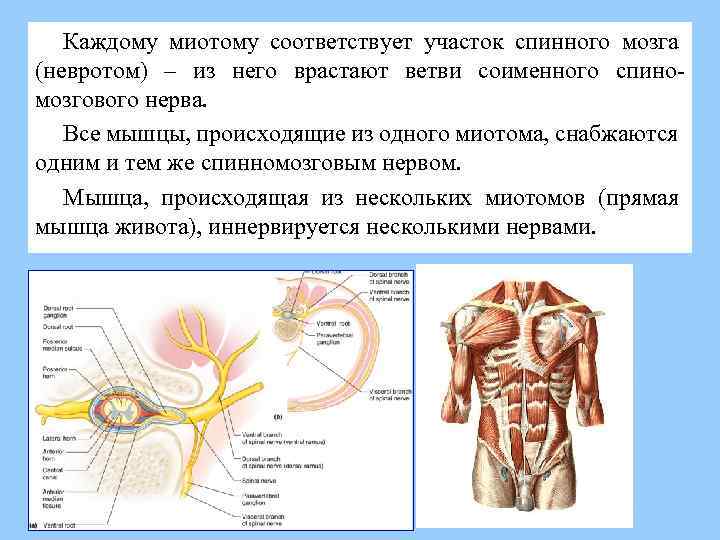 Каждому миотому соответствует участок спинного мозга (невротом) – из него врастают ветви соименного спиномозгового