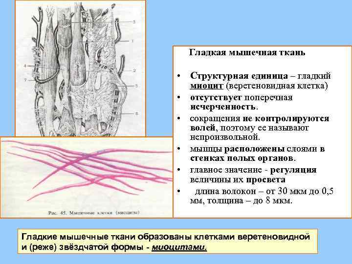 Состоят из многоядерных веретеновидных клеток