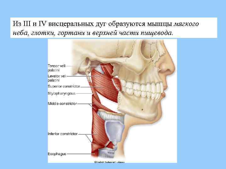 Из III и IV висцеральных дуг образуются мышцы мягкого неба, глотки, гортани и верхней