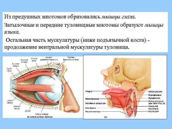 Из предушных миотомов образовались мышцы глаза. Затылочные и передние туловищные миотомы образуют мышцы языка.