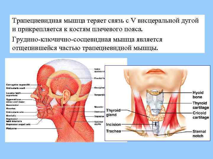 Грудино ключично сосцевидная мышца упражнения. Грудино-ключично-сосцевидная мышца. Расслабление грудино-ключично-сосцевидной мышцы. Трапециевидная и грудино-ключично-сосцевидная мышцы. Тейпирование ключично сосцевидной мышцы.