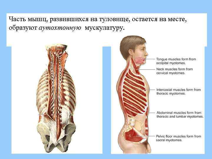 Часть мышц, развившихся на туловище, остается на месте, образуют аутохтонную мускулатуру. 