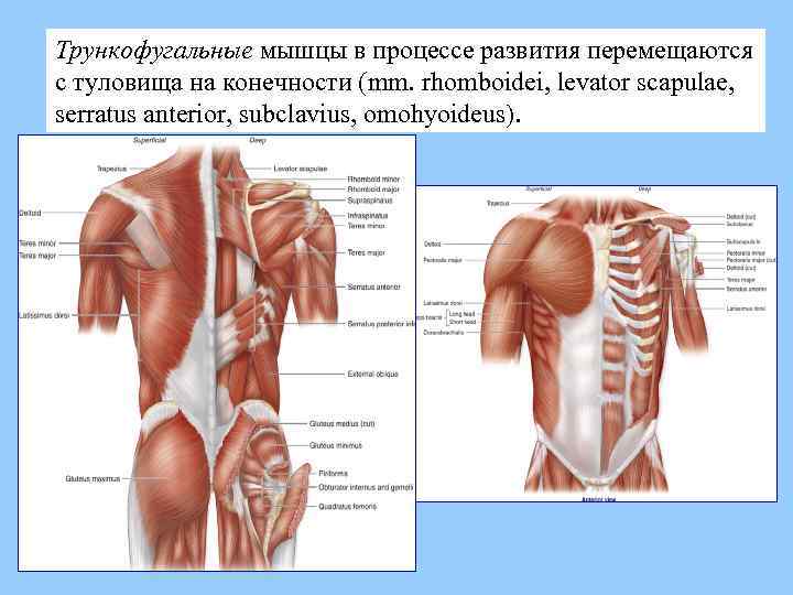 Трункофугальные мышцы в процессе развития перемещаются с туловища на конечности (mm. rhomboidei, levator scapulae,