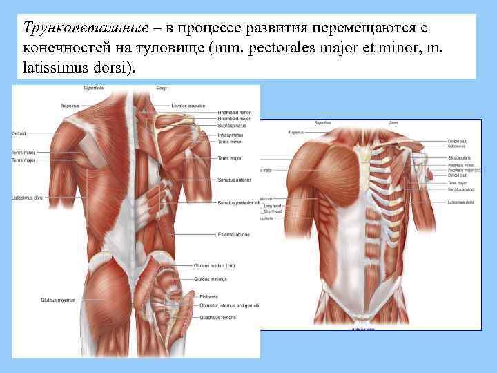 Трункопетальные – в процессе развития перемещаются с конечностей на туловище (mm. pectorales major et