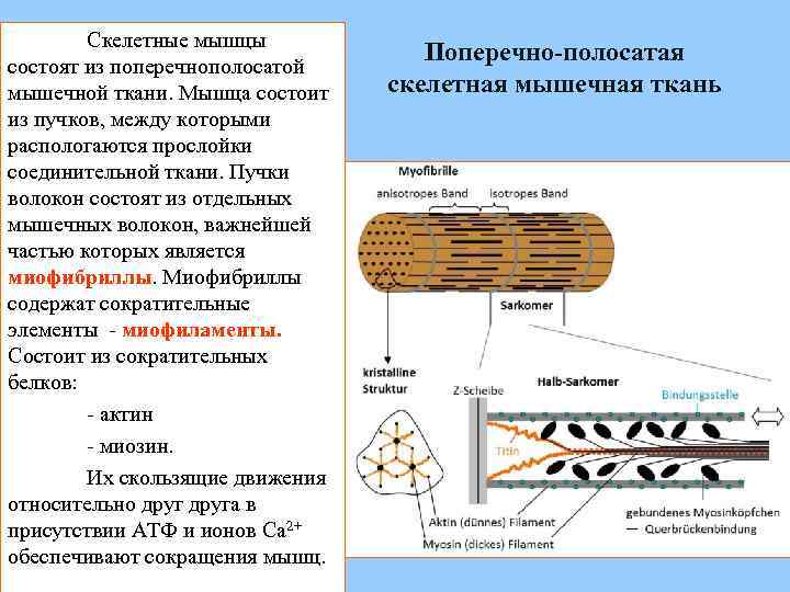 Скелетная мышца состоит из