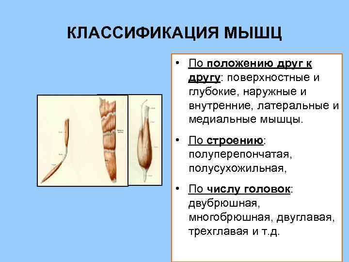 КЛАССИФИКАЦИЯ МЫШЦ • По положению друг к другу: поверхностные и глубокие, наружные и внутренние,