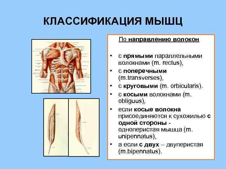 Классификация мышц. Мышцы по направлению волокон. Классификация мышц по направлению. Классификация мышц человека по направлению волокон. Мышцы по направлению мышечных волокон.