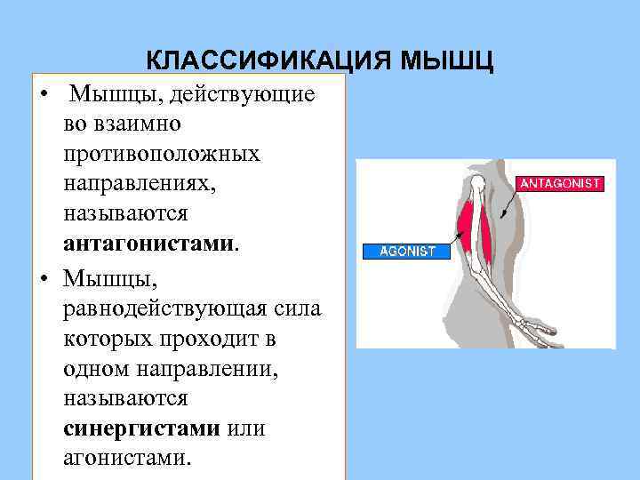 Мышцы действующие. Мышцы действующие в одном направлении называются. Мышцы действующие в противоположных направлениях. Мышцы,которые действуют в противоположных направлениях. Мышцами антагонистами называются.