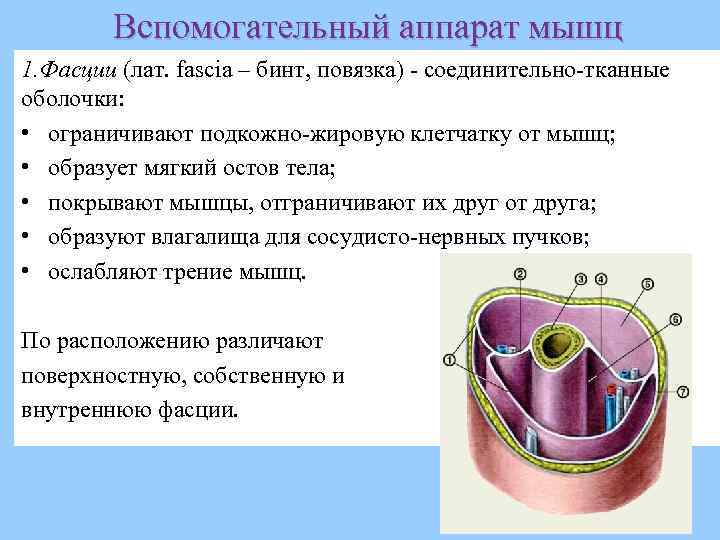 Оболочка покрывающая мышцы