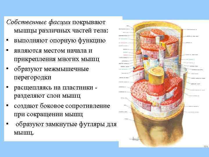 Выполняет опорную функцию