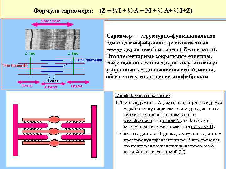 Схема организации саркомера