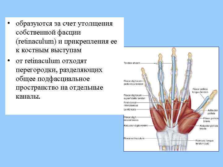  • образуются за счет утолщения собственной фасции (retinaculum) и прикрепления ее к костным