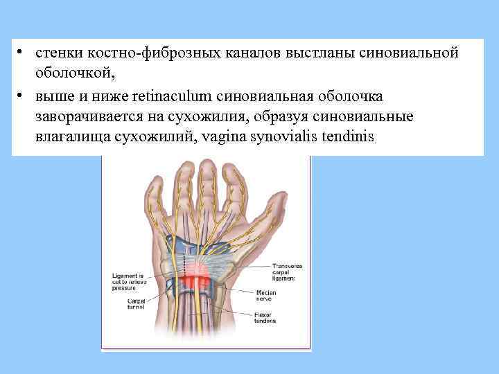  • стенки костно-фиброзных каналов выстланы синовиальной оболочкой, • выше и ниже retinaculum синовиальная
