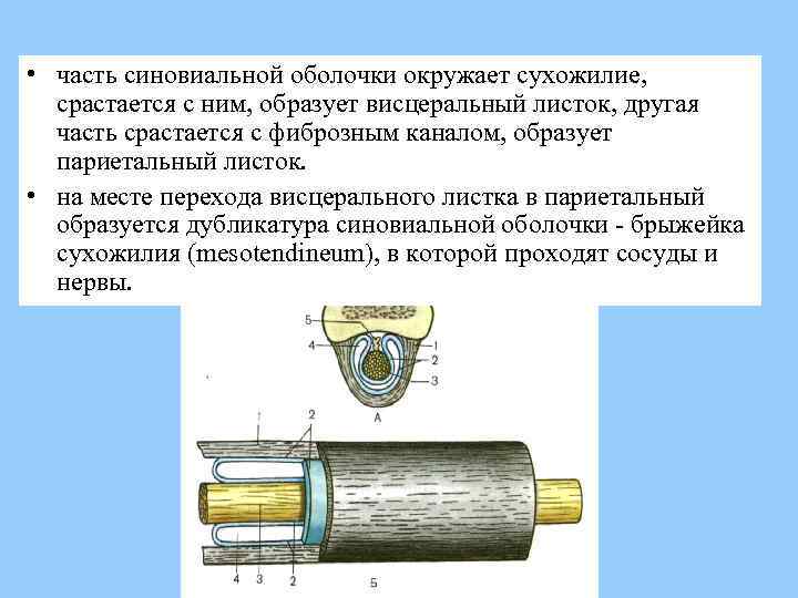  • часть синовиальной оболочки окружает сухожилие, срастается с ним, образует висцеральный листок, другая