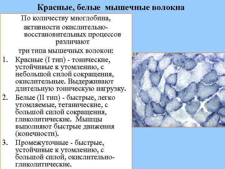 Белые мышцы. Красные и белые мышечные волокна. Типы мышечных волокон белые и красные. Белые красные и промежуточные волокна. Соотношение гликолитических и окислительных мышечных волокон.