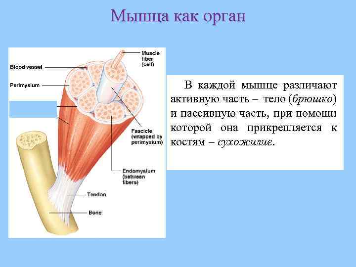 Мышца как орган В каждой мышце различают активную часть – тело (брюшко) и пассивную