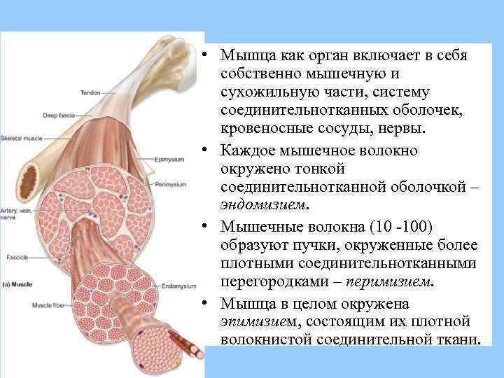 Собственные мышцы