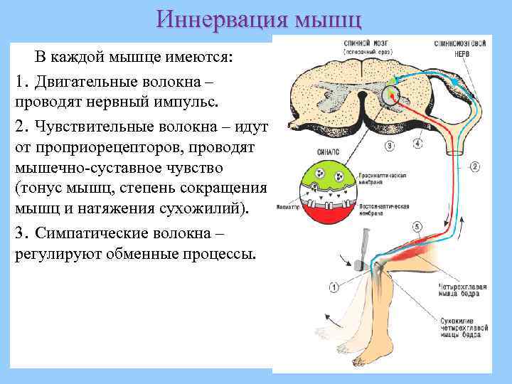 К двигательным нервам относится