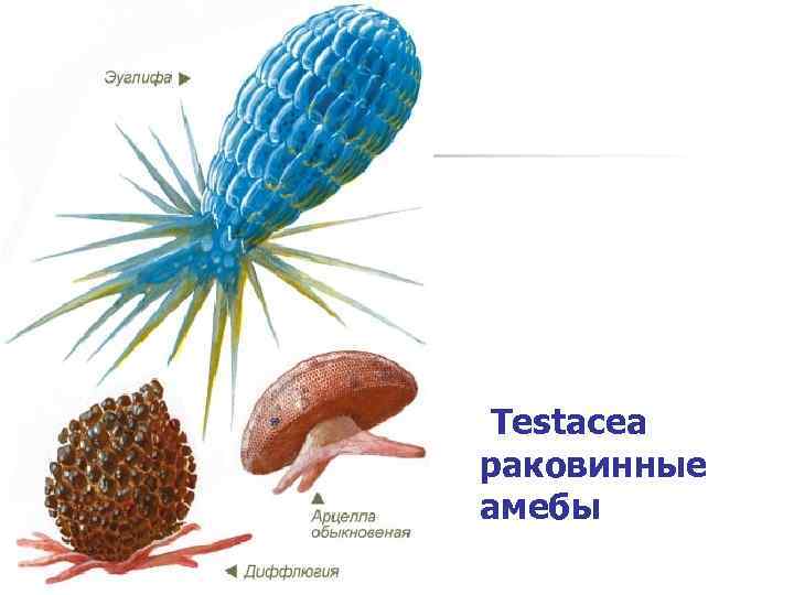  Testacea раковинные амебы 