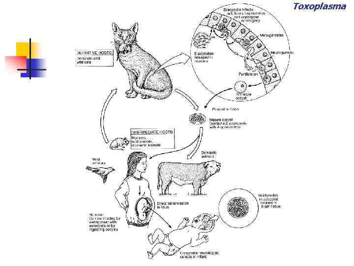 Toxoplasma 