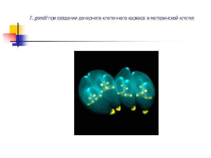 T. gondii при создании дочернего клеточного каркаса в материнской клетке 