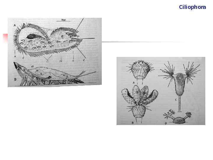 Ciliophora 