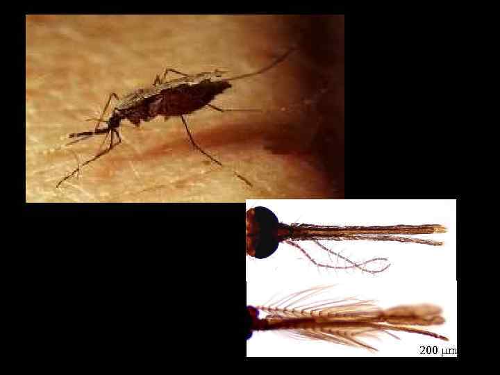 Malaria Anopheles sp. 200 mm 