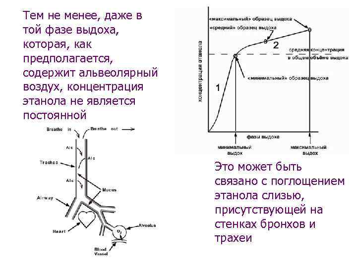 Тем не менее, даже в той фазе выдоха, которая, как предполагается, содержит альвеолярный воздух,