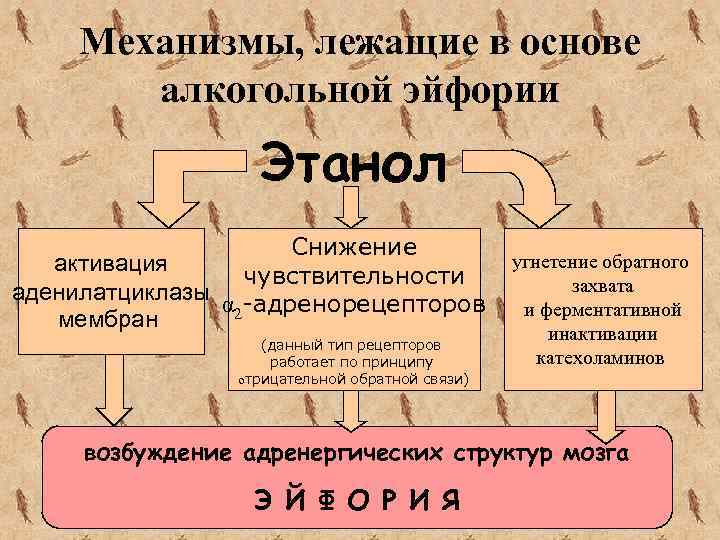 Механизмы, лежащие в основе алкогольной эйфории Этанол Снижение активация чувствительности аденилатциклазы α -адренорецепторов 2