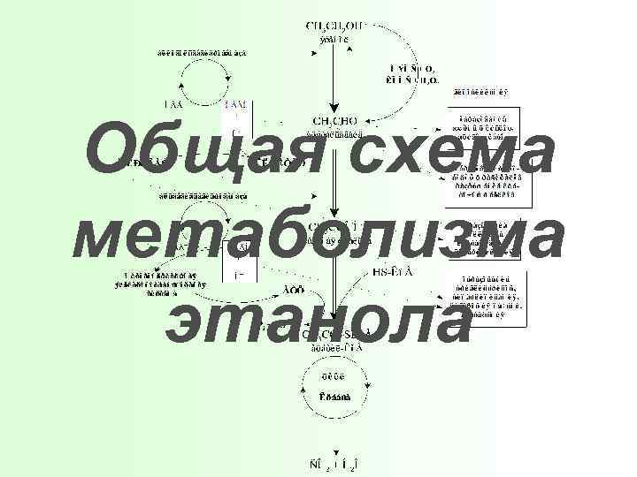 Общая схема метаболизма этанола 