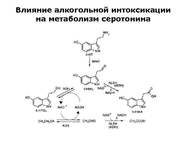 Влияние алкогольной интоксикации на метаболизм серотонина 