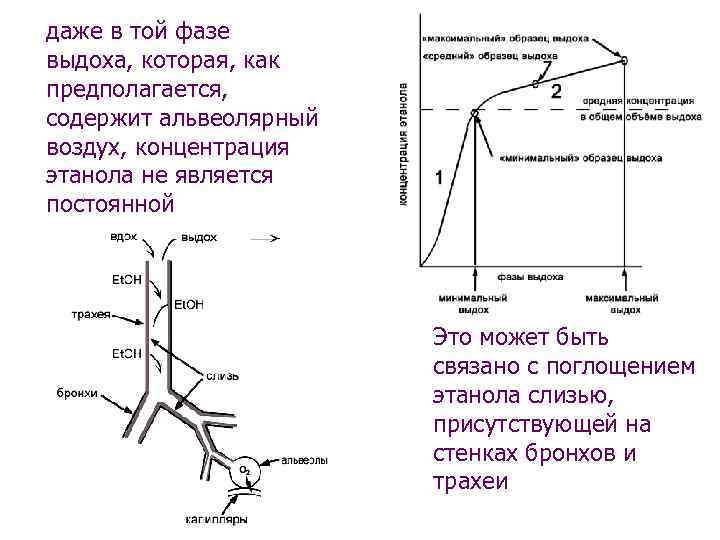 даже в той фазе выдоха, которая, как предполагается, содержит альвеолярный воздух, концентрация этанола не