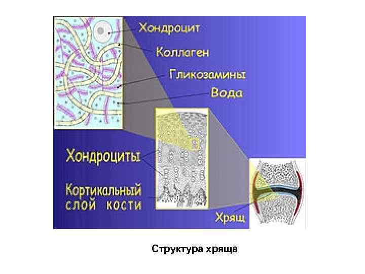 Структура хряща 