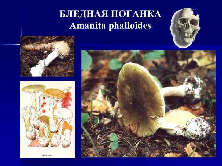 БЛЕДНАЯ ПОГАНКА Amanita phalloides 