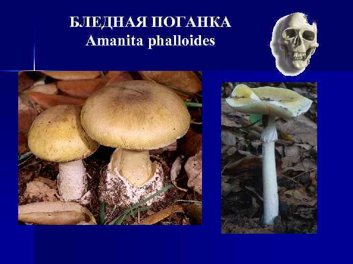 БЛЕДНАЯ ПОГАНКА Amanita phalloides 