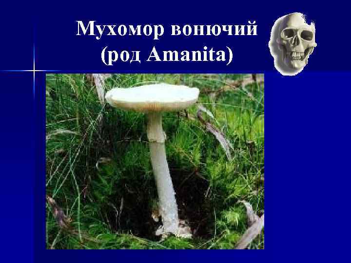 Мухомор вонючий (род Amanita) 