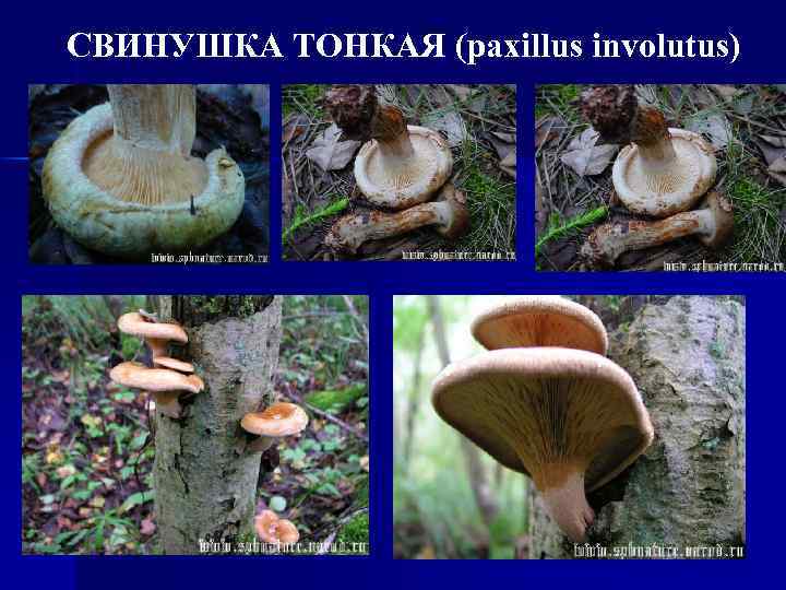 СВИНУШКА ТОНКАЯ (paxillus involutus) 