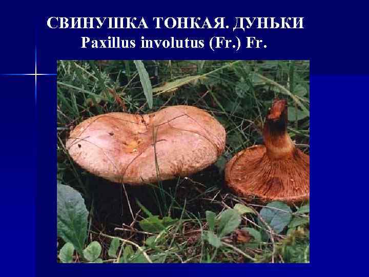 СВИНУШКА ТОНКАЯ. ДУНЬКИ Paxillus involutus (Fr. ) Fr. 